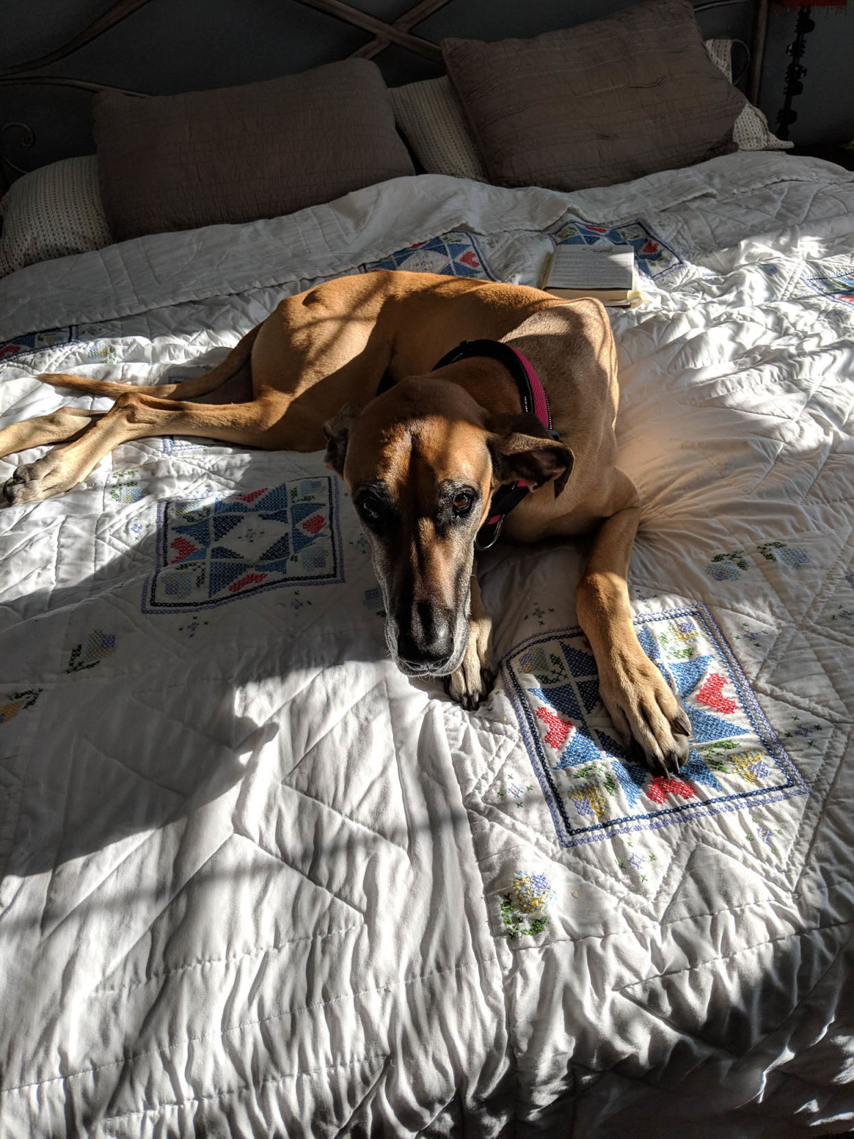 Mid-Atlantic Great Dane Rescue League - Harmony2.jpg